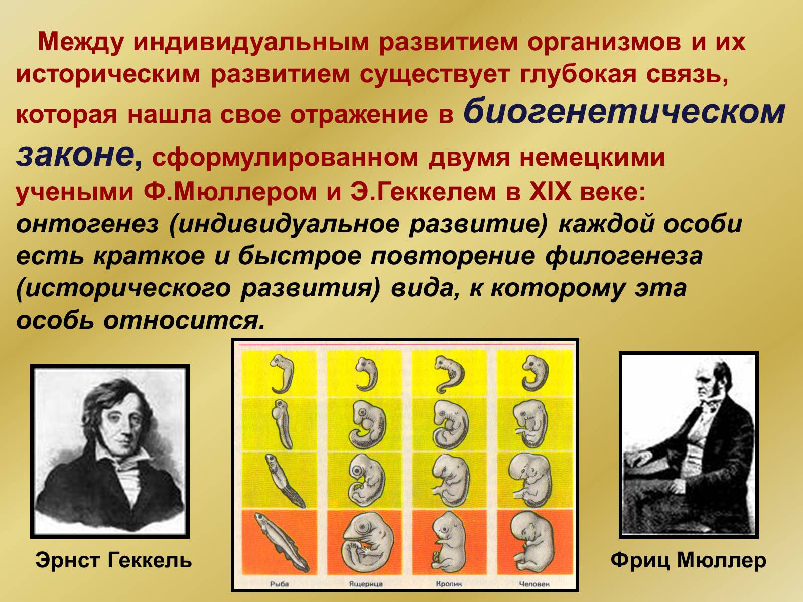 Презентація на тему «Индивидуальное развитие организмов» - Слайд #29