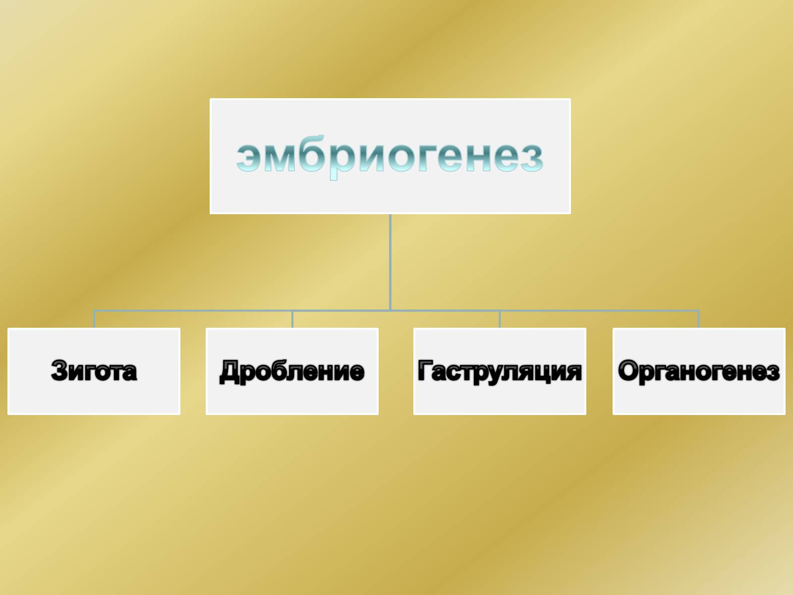 Презентація на тему «Индивидуальное развитие организмов» - Слайд #6