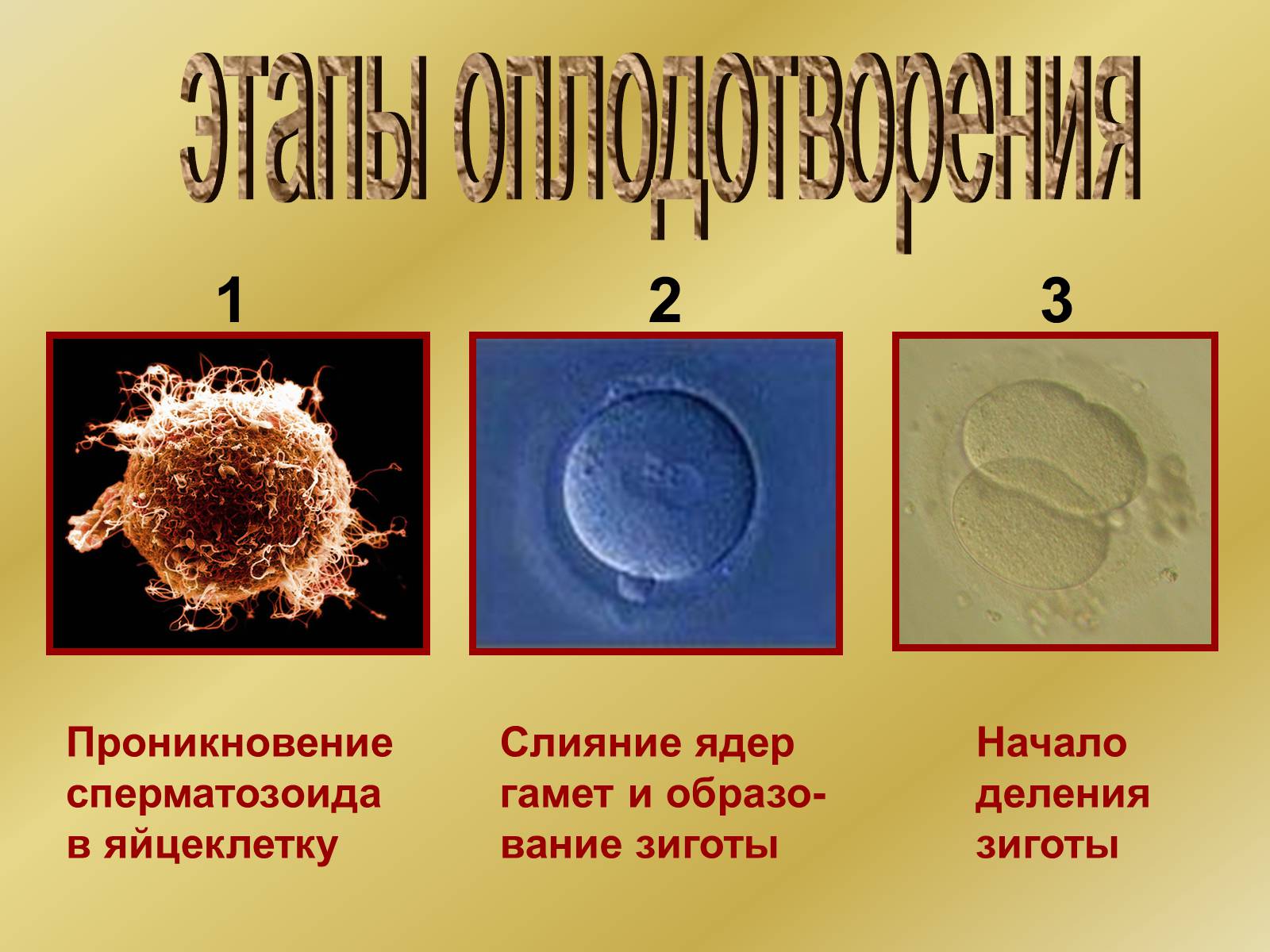 Презентація на тему «Индивидуальное развитие организмов» - Слайд #7