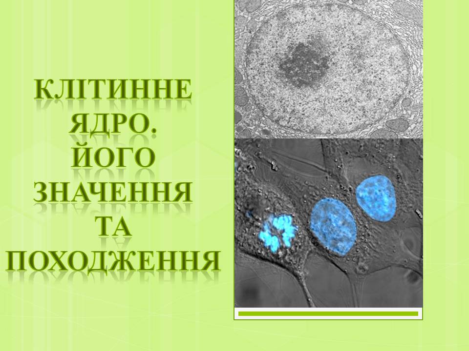 Презентація на тему «Клітинне ядро. Його значення та походження» - Слайд #1