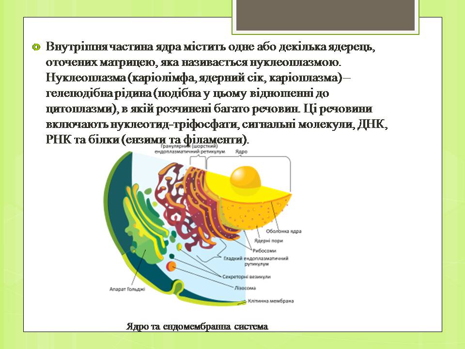 Презентація на тему «Клітинне ядро. Його значення та походження» - Слайд #8