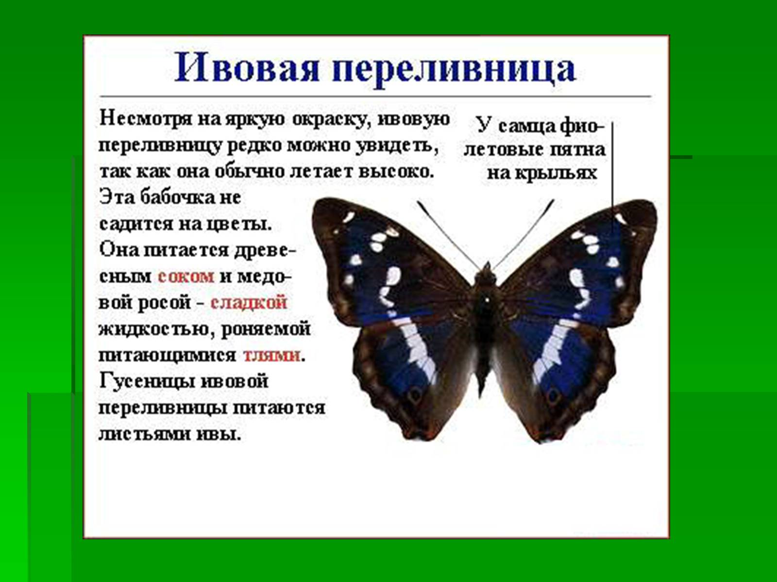 Презентація на тему «Насекомые» (варіант 1) - Слайд #18