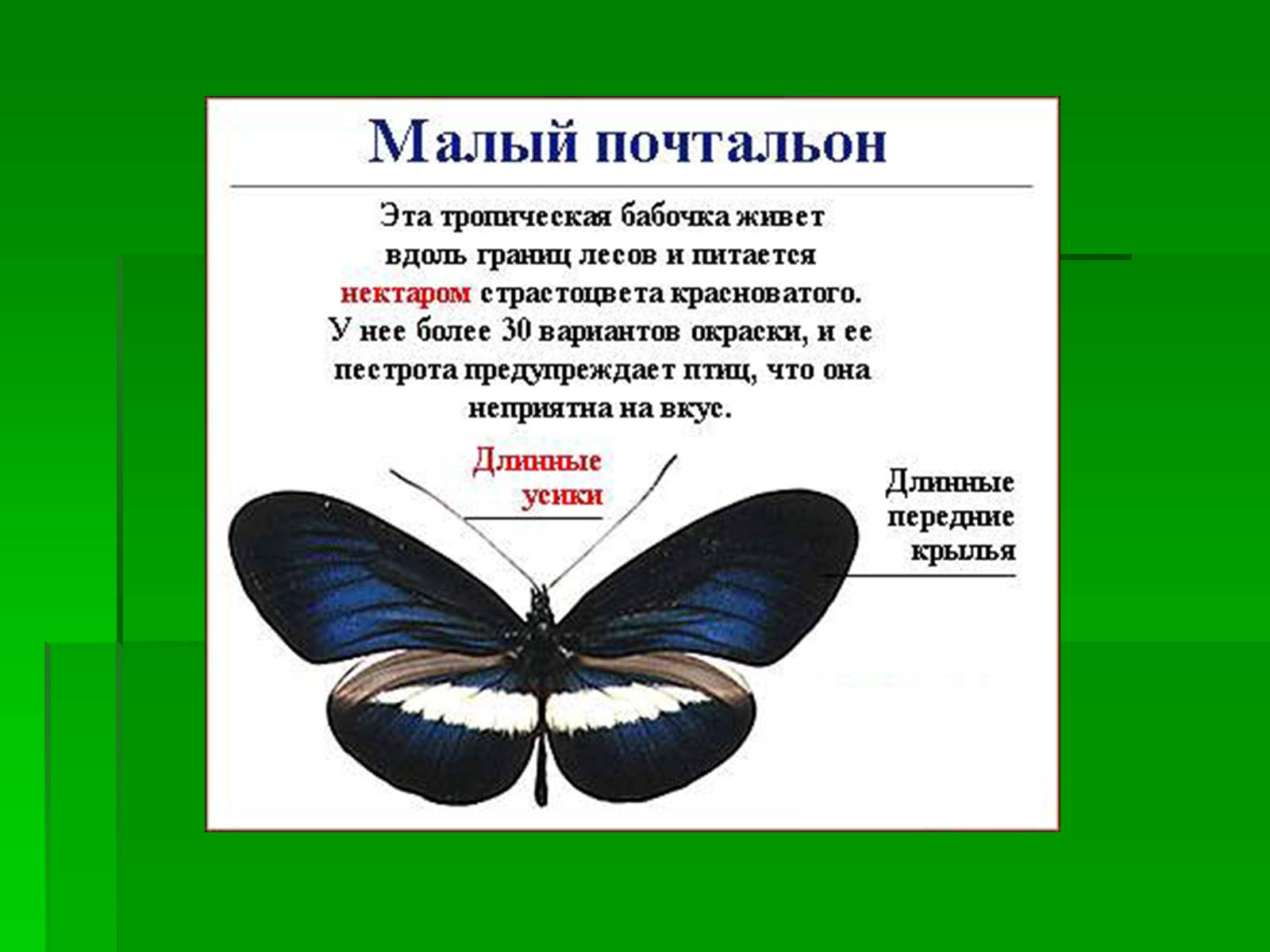 Презентація на тему «Насекомые» (варіант 1) - Слайд #22