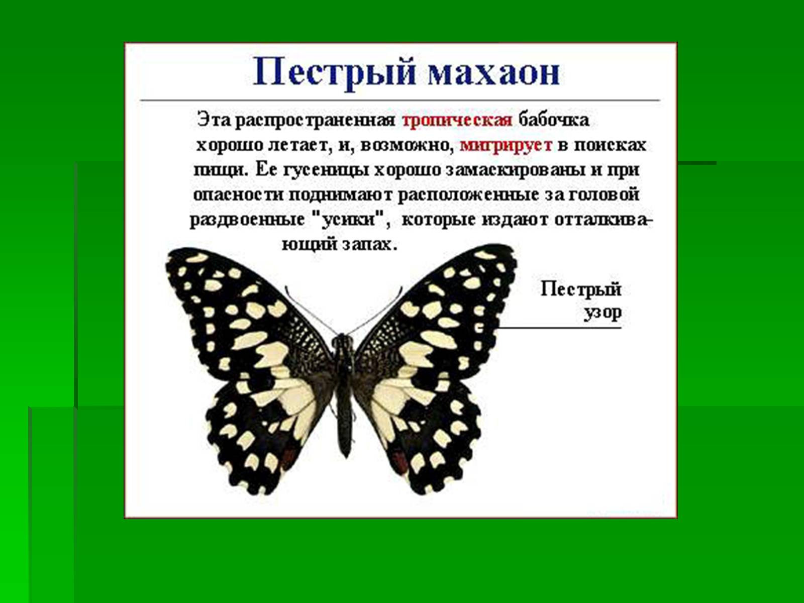 Презентація на тему «Насекомые» (варіант 1) - Слайд #23