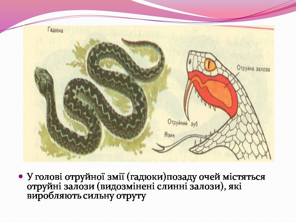 Презентація на тему «Різноманітності змій» - Слайд #5