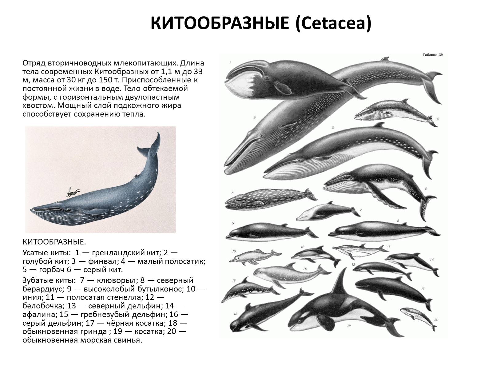 Презентація на тему «Отряд Китообразные» - Слайд #2