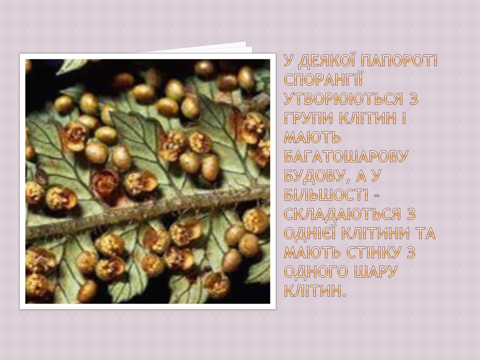 Презентація на тему «Папоротеподібні» (варіант 1) - Слайд #8