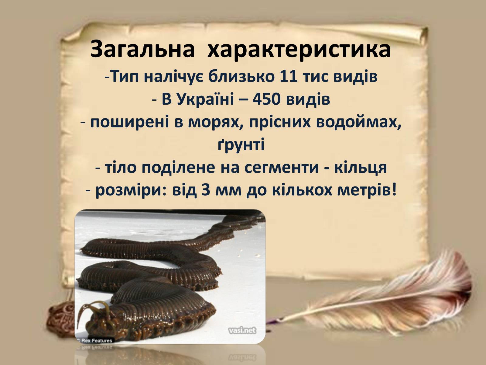 Презентація на тему «Загальна характеристика типу Кільчасті черви» - Слайд #2