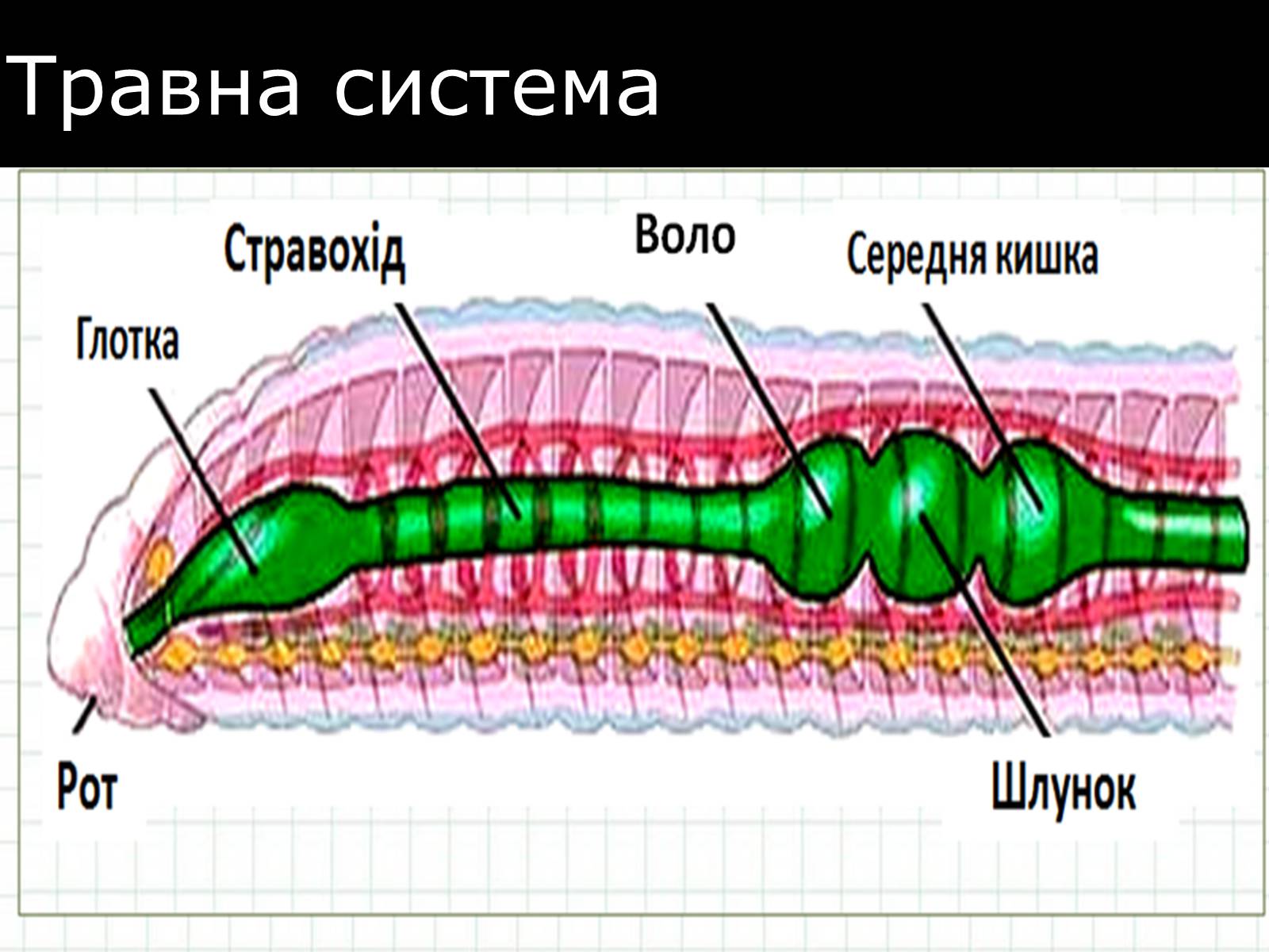 Презентація на тему «Малощетинкові черви» - Слайд #10