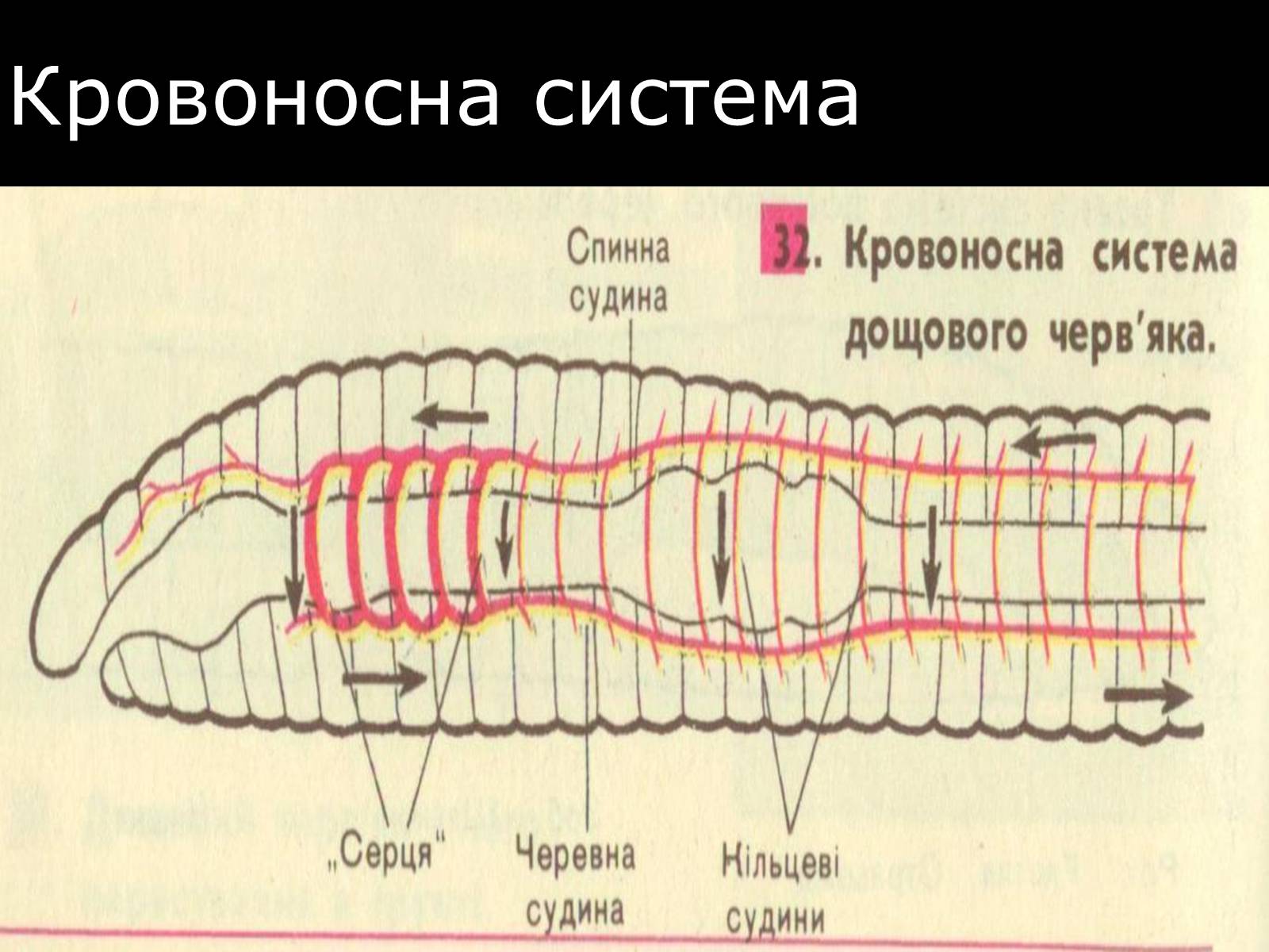 Презентація на тему «Малощетинкові черви» - Слайд #11