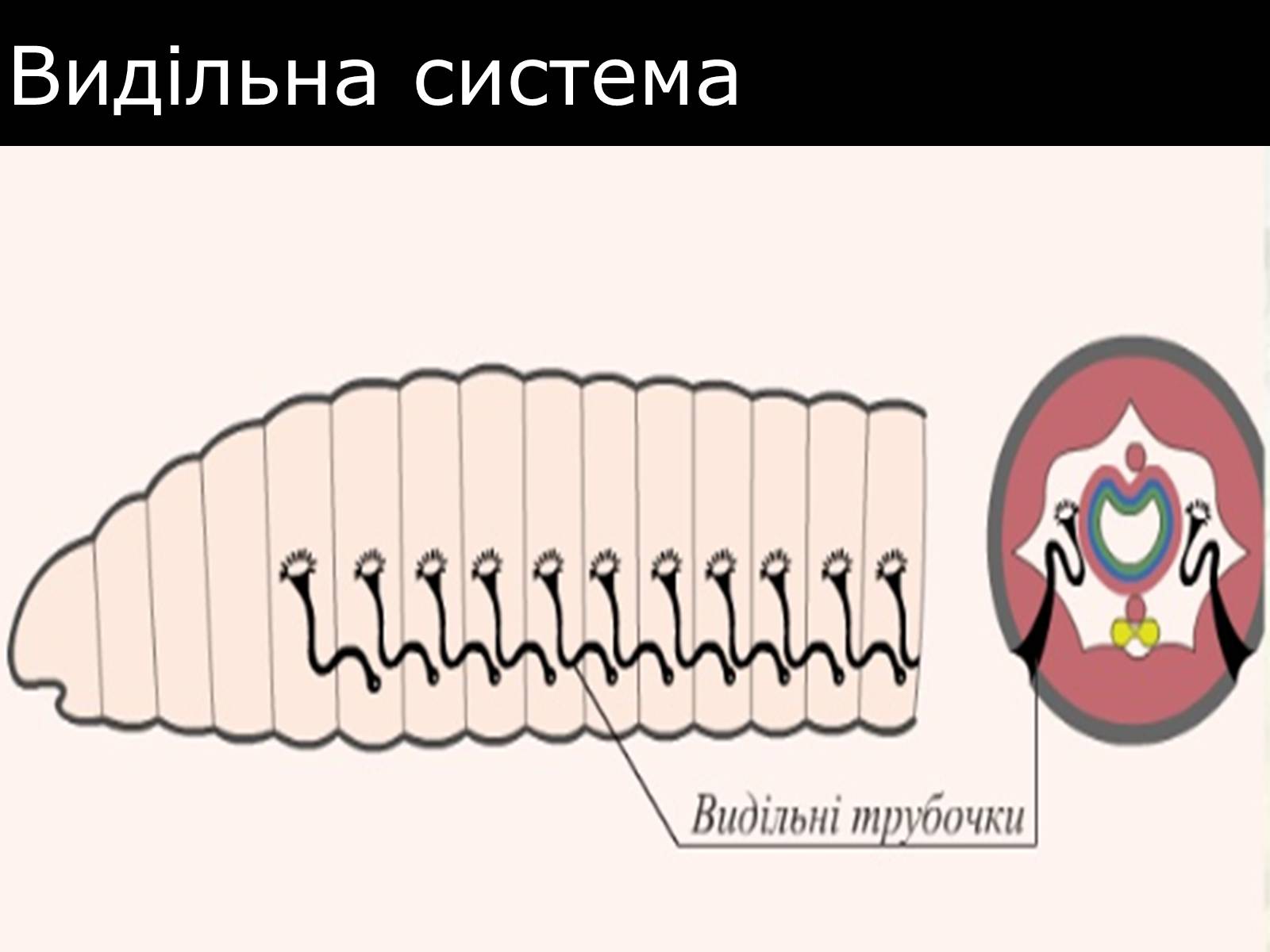 Презентація на тему «Малощетинкові черви» - Слайд #13