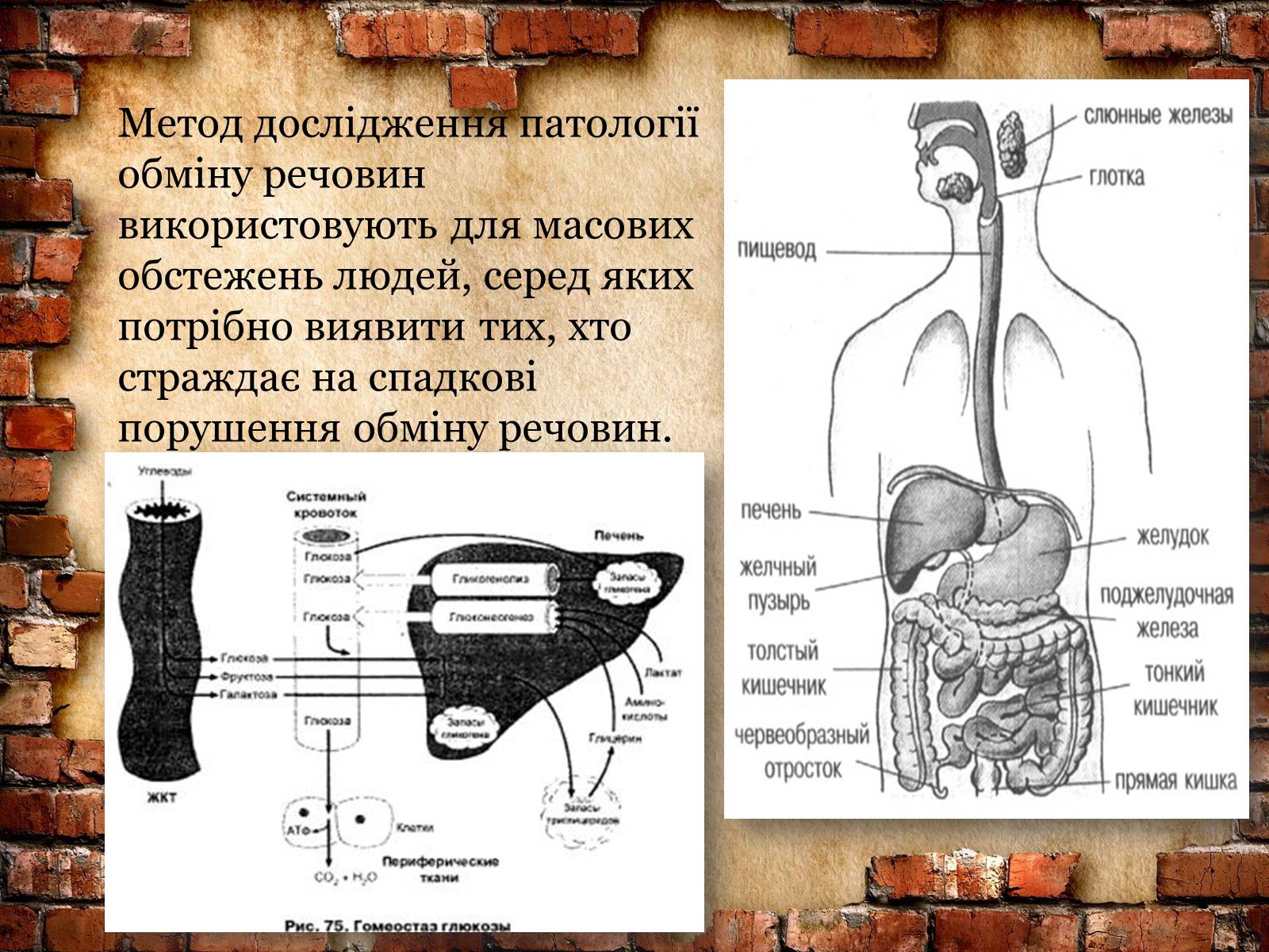 Презентація на тему «Методи генетичних досліджень» (варіант 2) - Слайд #9