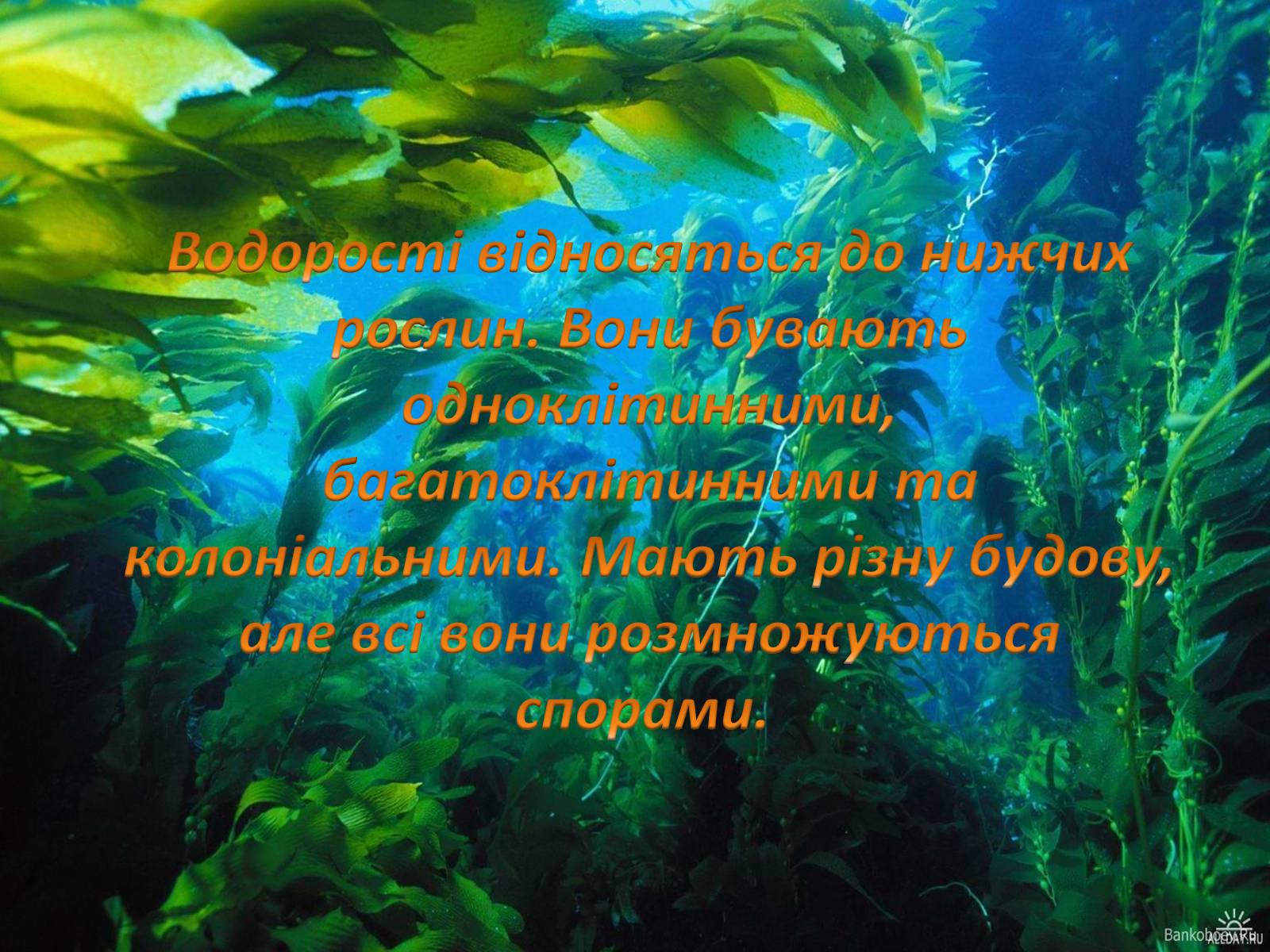 Презентація на тему «Значення водоростей у житті людини» - Слайд #2