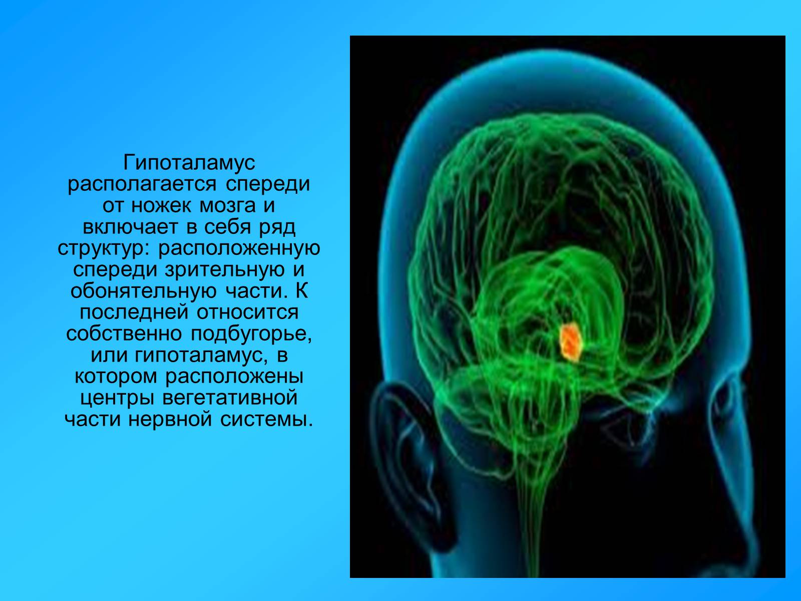 Презентація на тему «Гипоталамус» - Слайд #3