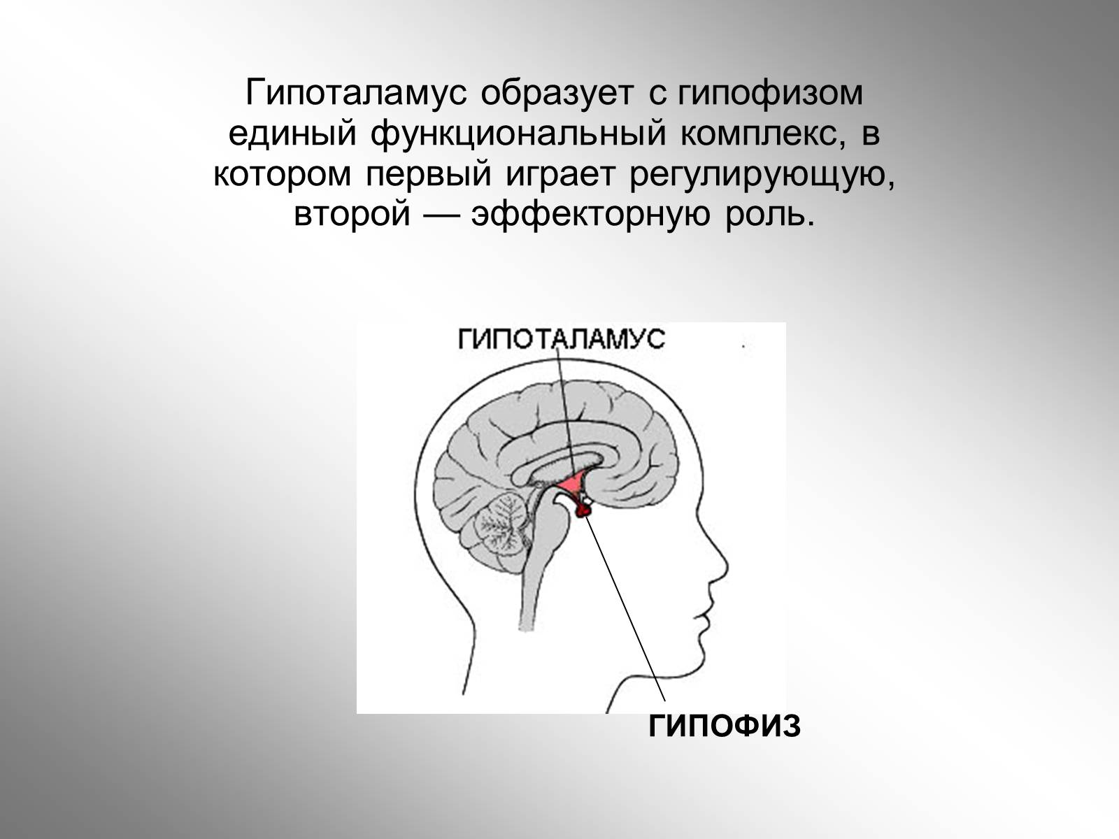 Презентація на тему «Гипоталамус» - Слайд #6