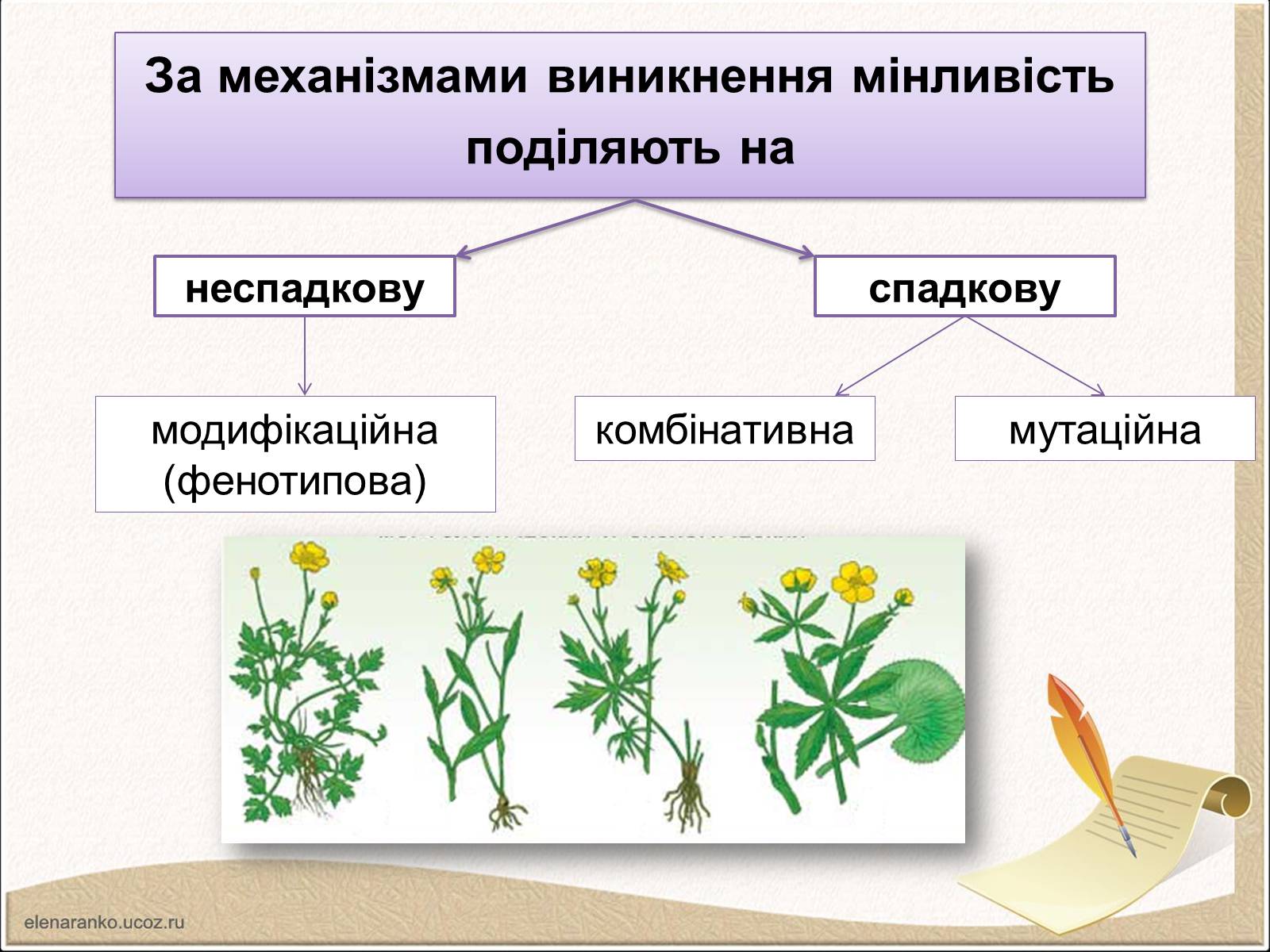 Презентація на тему «Модифікаційна мінливість» (варіант 1) - Слайд #3