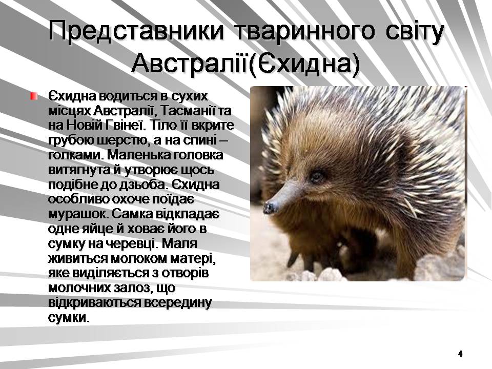 Презентація на тему «Австралія -Ноев ковчег для сумчастих тварин» - Слайд #4