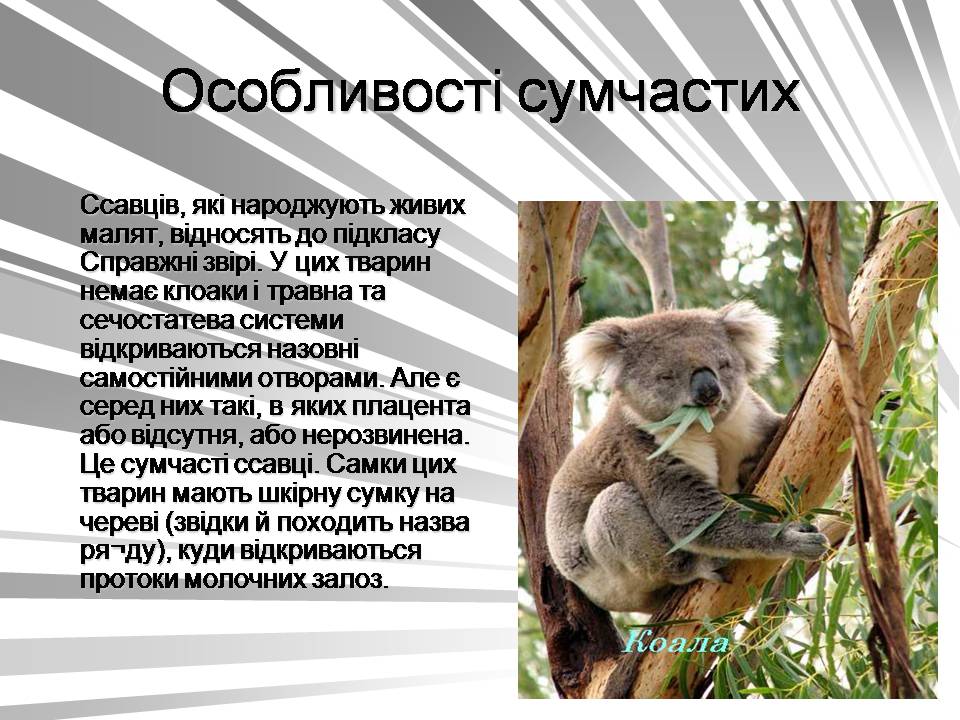 Презентація на тему «Австралія -Ноев ковчег для сумчастих тварин» - Слайд #8