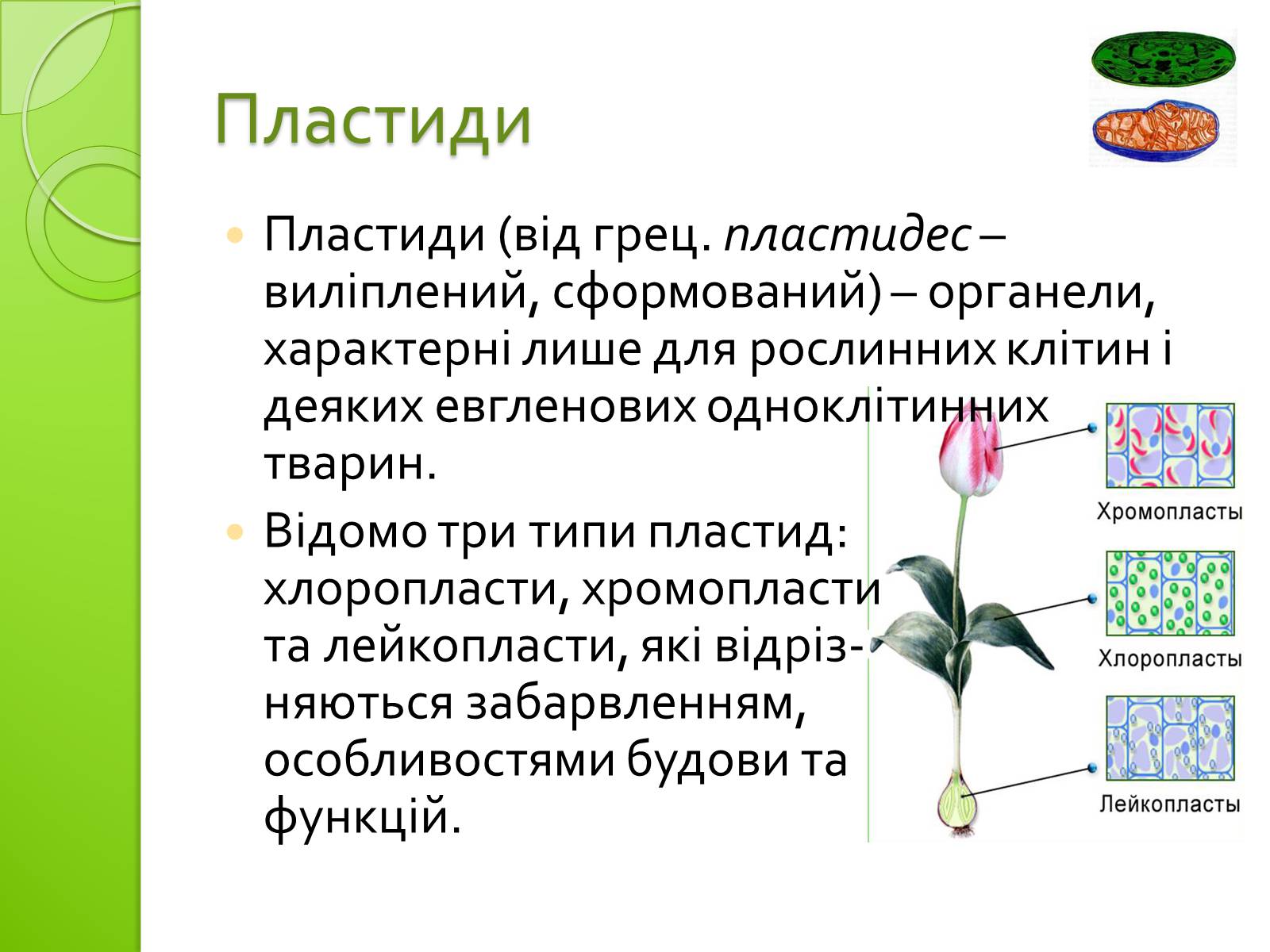 Презентація на тему «Одномембранні органели» (варіант 2) - Слайд #12