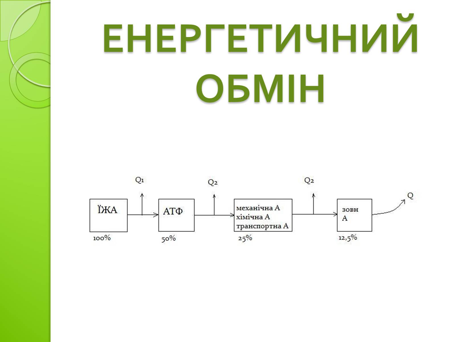 Презентація на тему «Одномембранні органели» (варіант 2) - Слайд #13