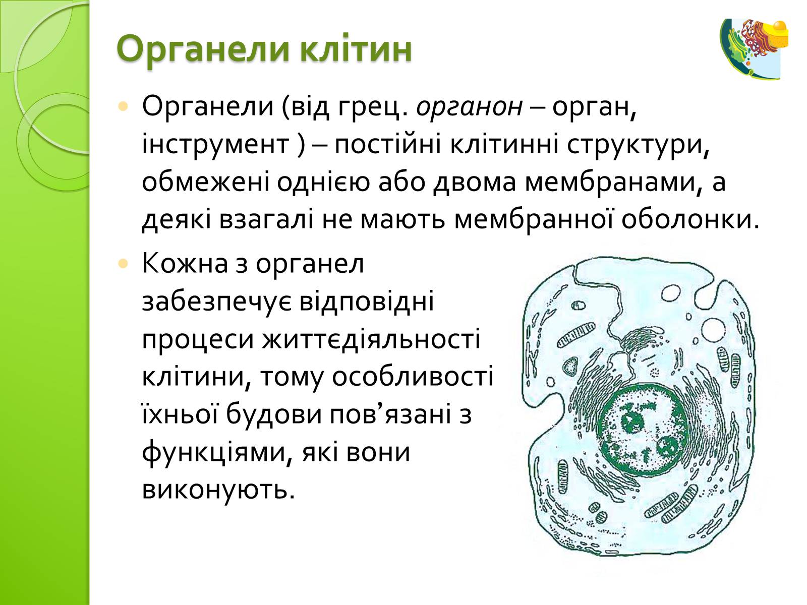 Презентація на тему «Одномембранні органели» (варіант 2) - Слайд #2