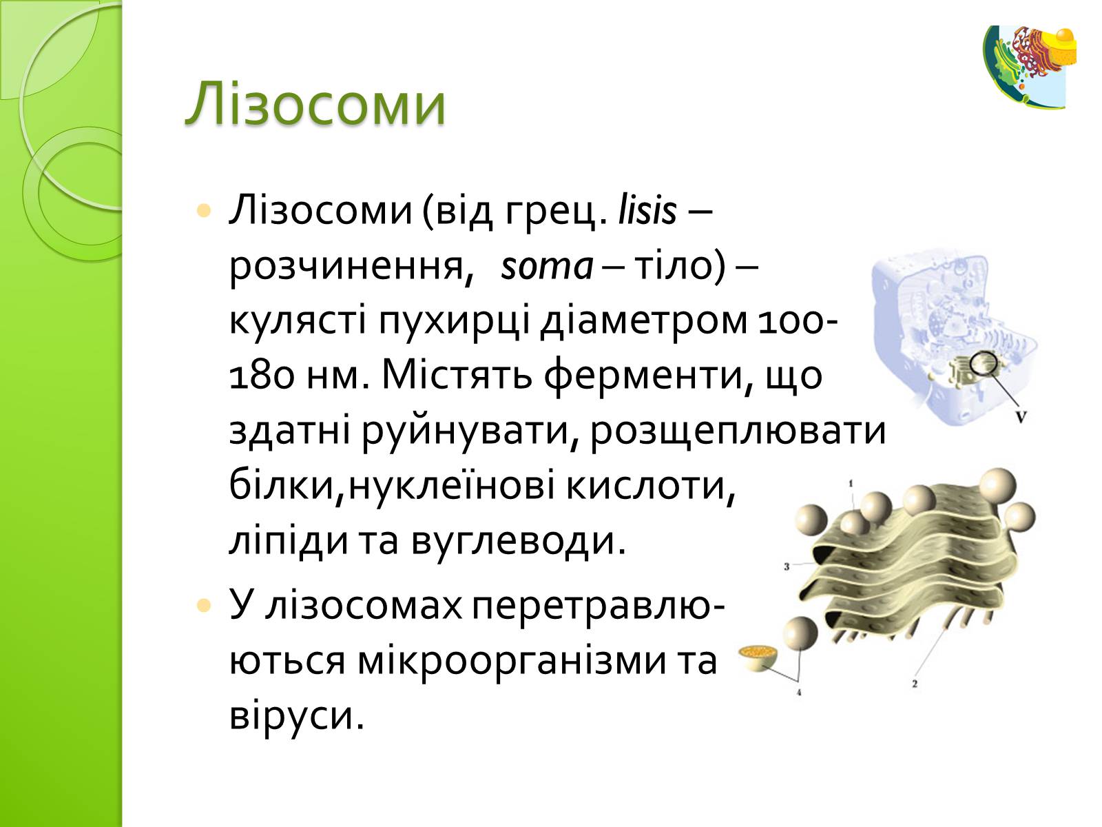 Презентація на тему «Одномембранні органели» (варіант 2) - Слайд #6