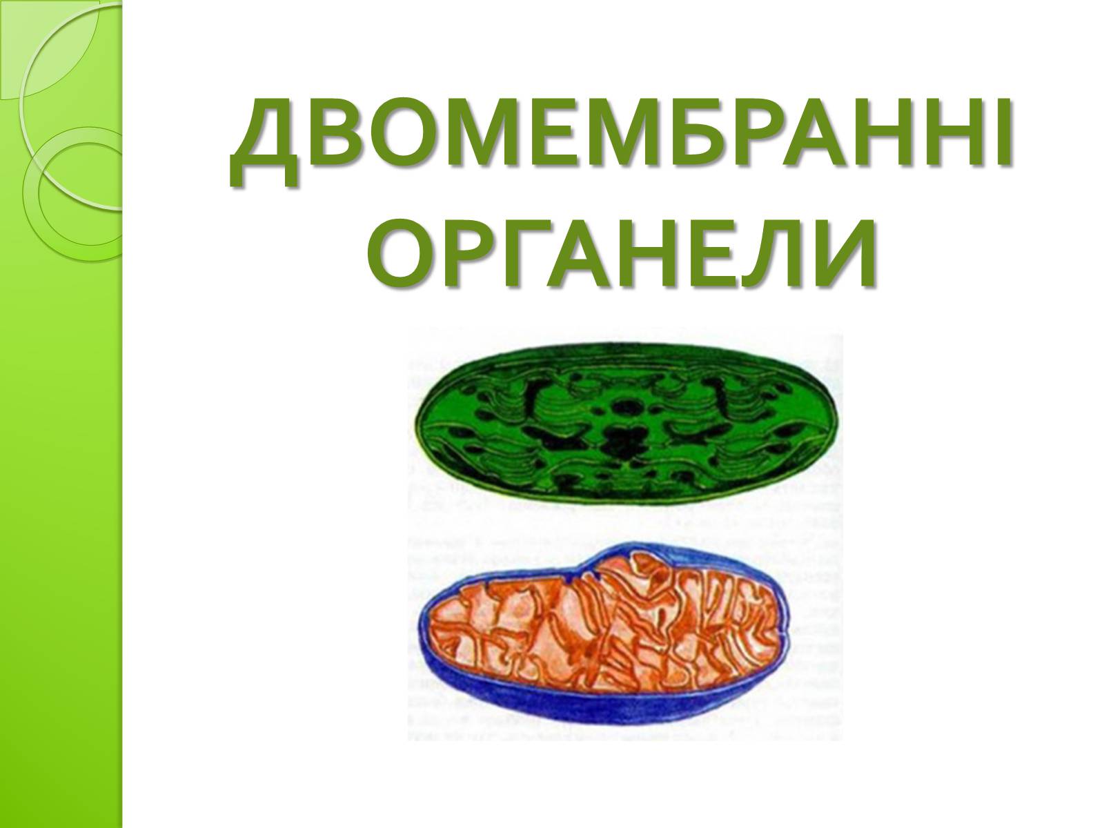 Презентація на тему «Одномембранні органели» (варіант 2) - Слайд #9