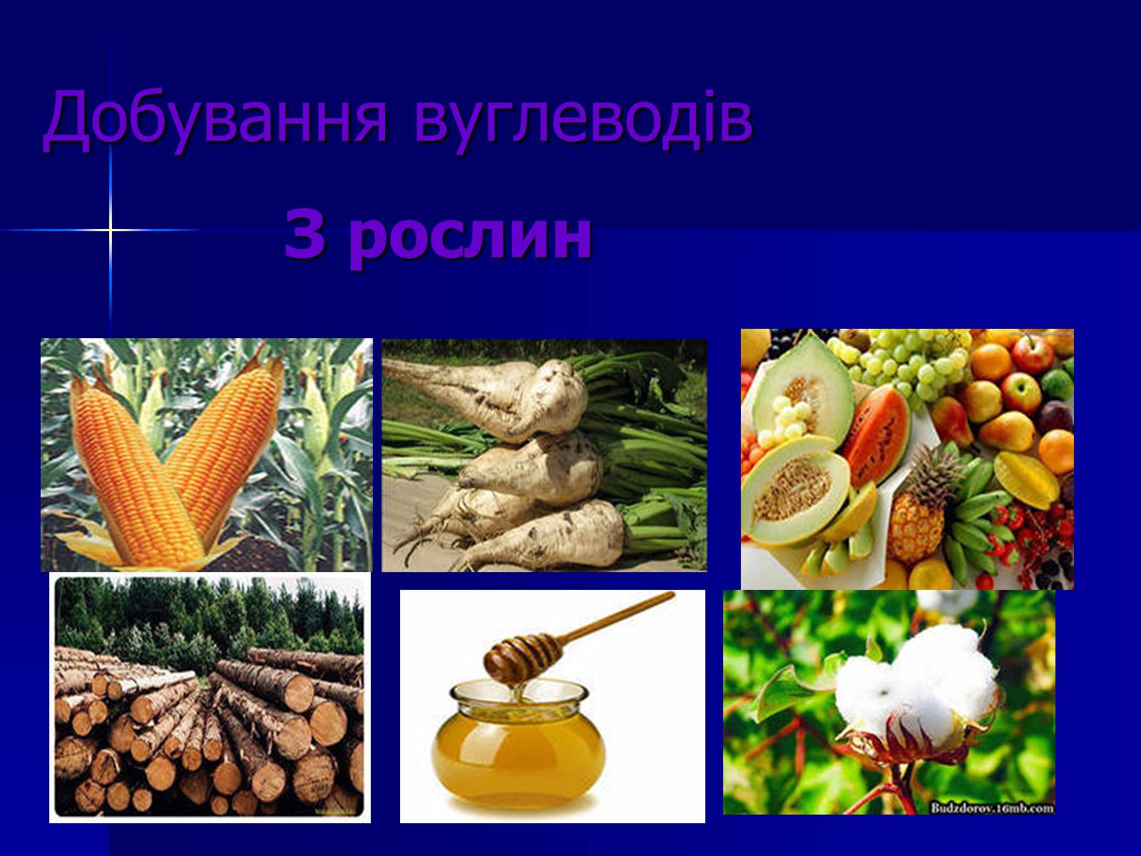 Презентація на тему «Вуглеводи як компоненти їжі, їх роль у житті людини» (варіант 19) - Слайд #13