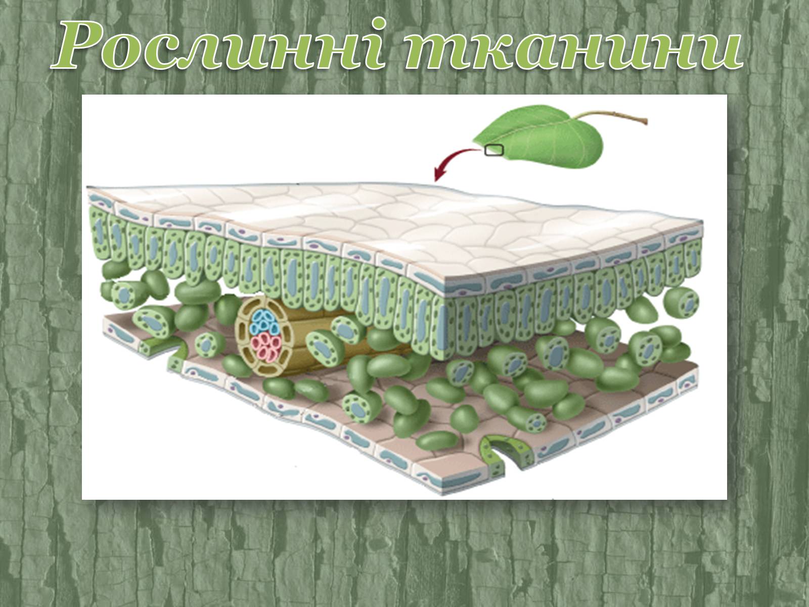 Презентація на тему «Рослинні тканини» (варіант 2) - Слайд #1