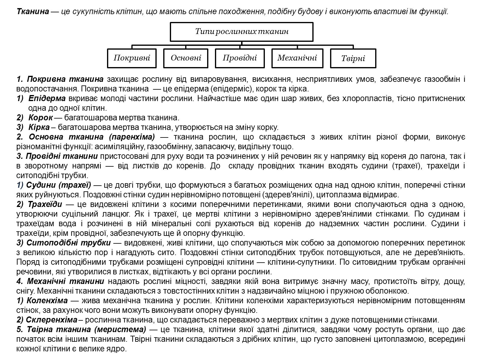 Презентація на тему «Рослинні тканини» (варіант 2) - Слайд #29