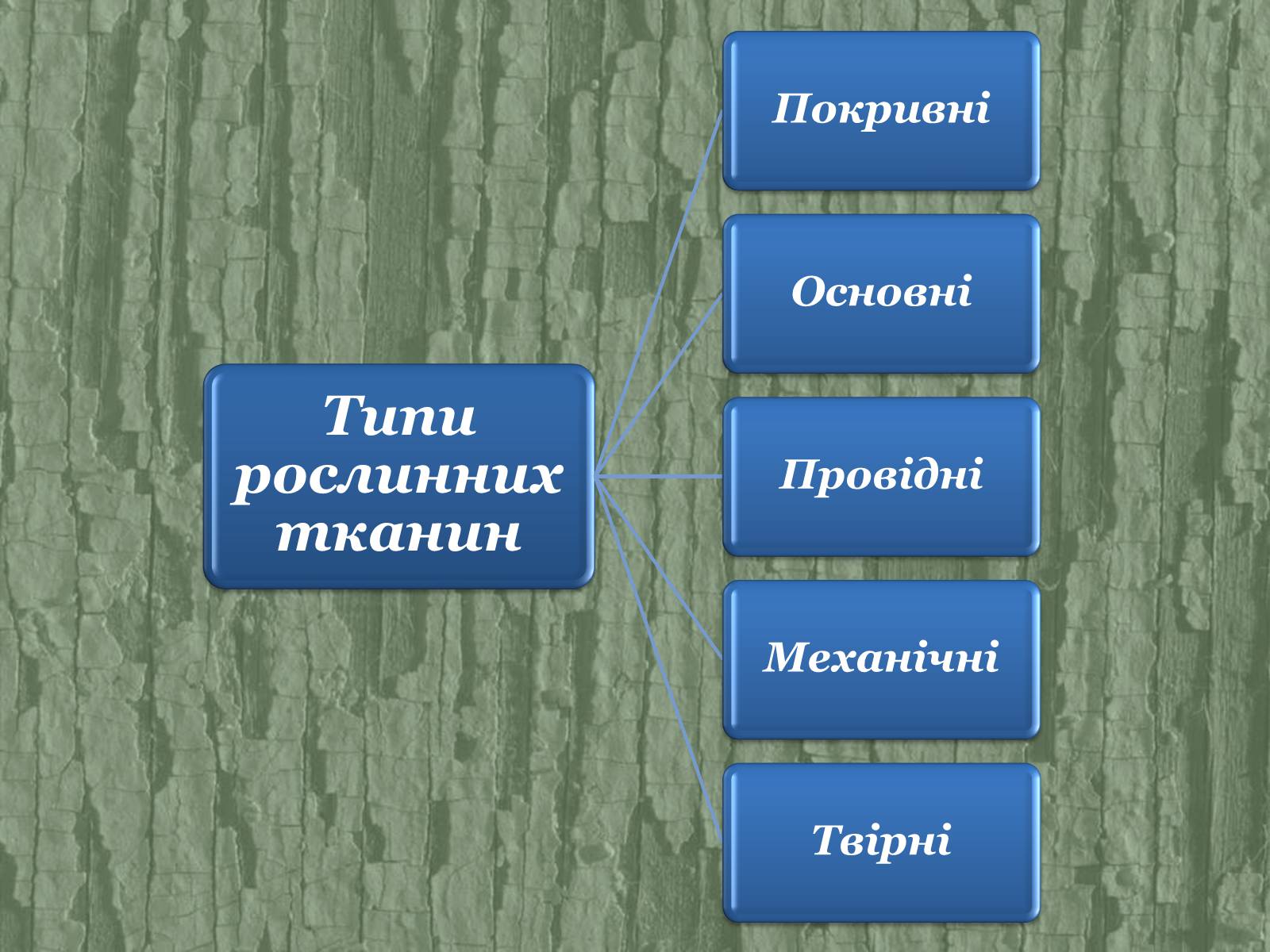 Презентація на тему «Рослинні тканини» (варіант 2) - Слайд #4