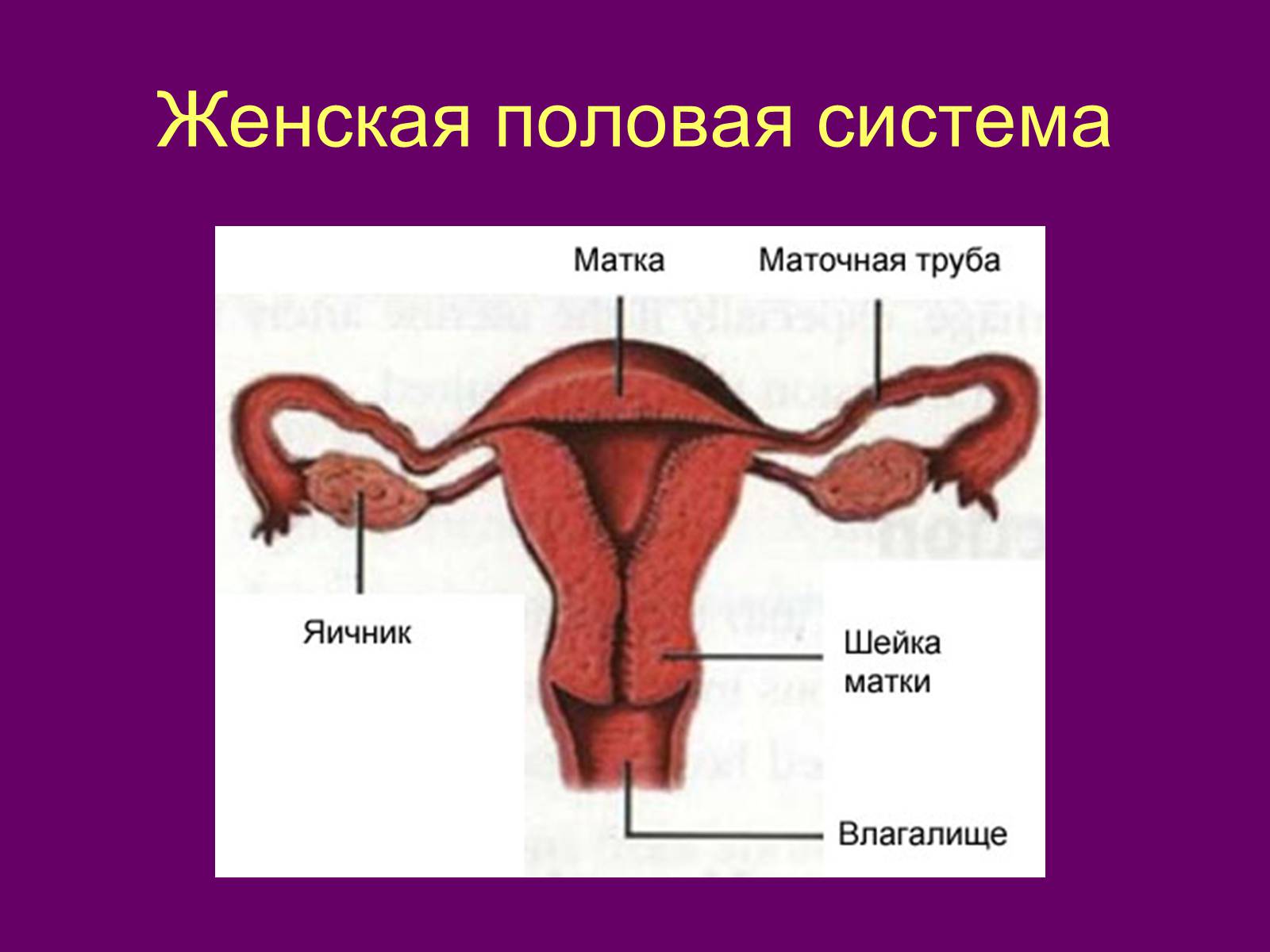 Презентація на тему «Половая система человека» (варіант 2) - Слайд #3