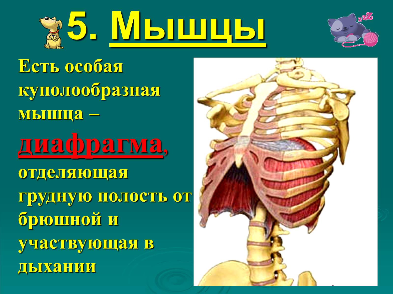 Презентація на тему «Класс Млекопитающие» (варіант 2) - Слайд #12