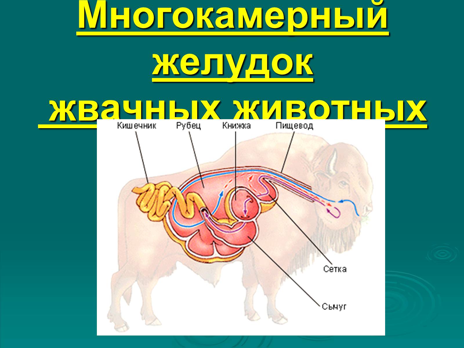 Презентація на тему «Класс Млекопитающие» (варіант 2) - Слайд #15