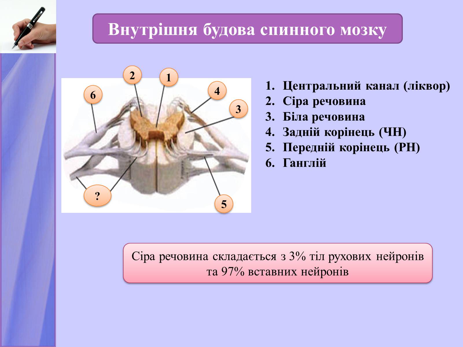 Презентація на тему «Нервова регуляція функцій організму» - Слайд #12