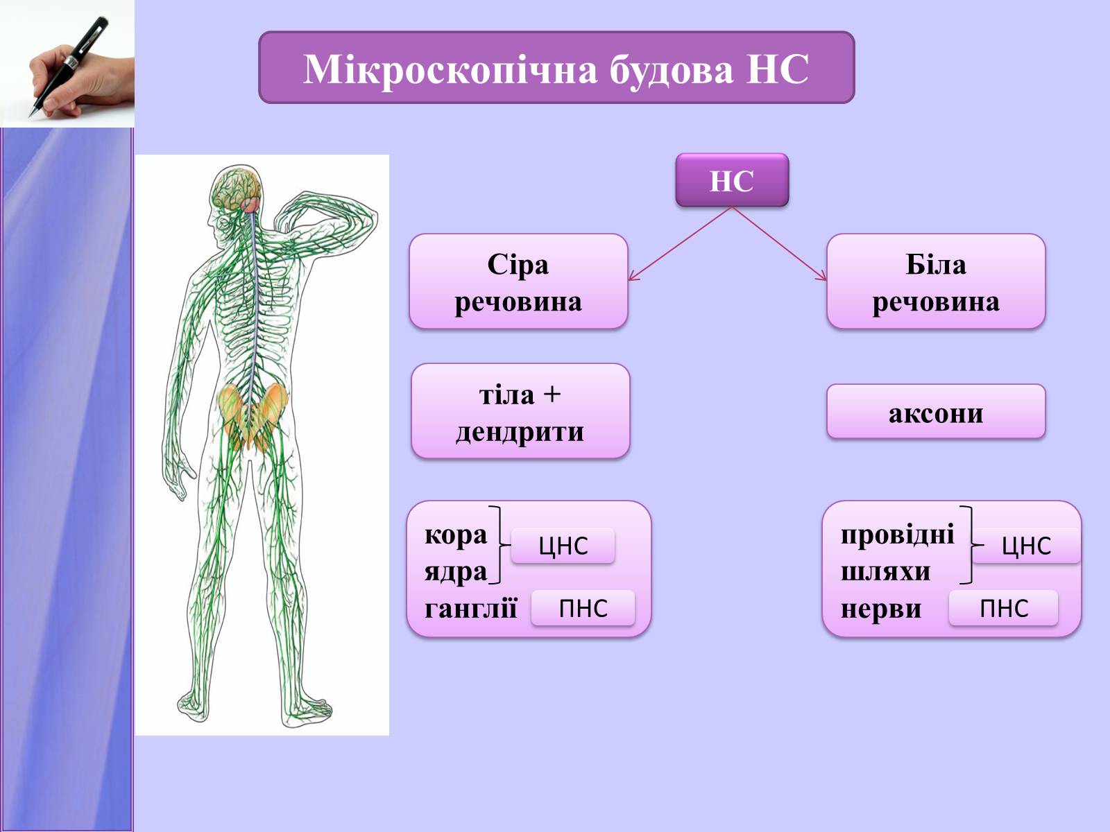 Презентація на тему «Нервова регуляція функцій організму» - Слайд #9