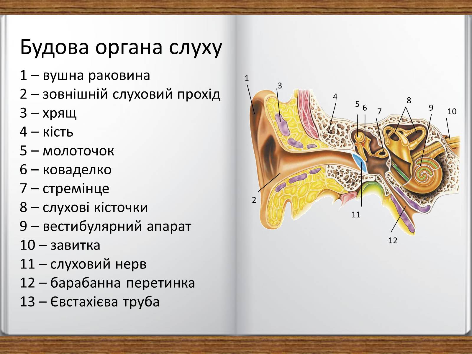 Презентація на тему «Слухова сенсорна система» - Слайд #4