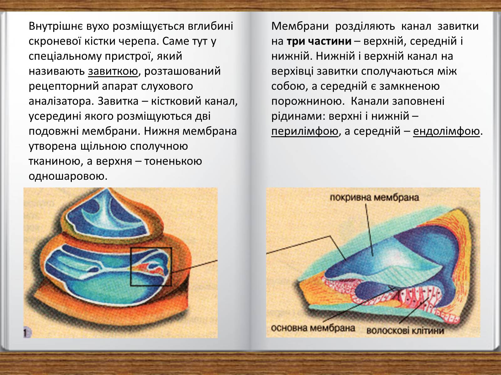 Презентація на тему «Слухова сенсорна система» - Слайд #7