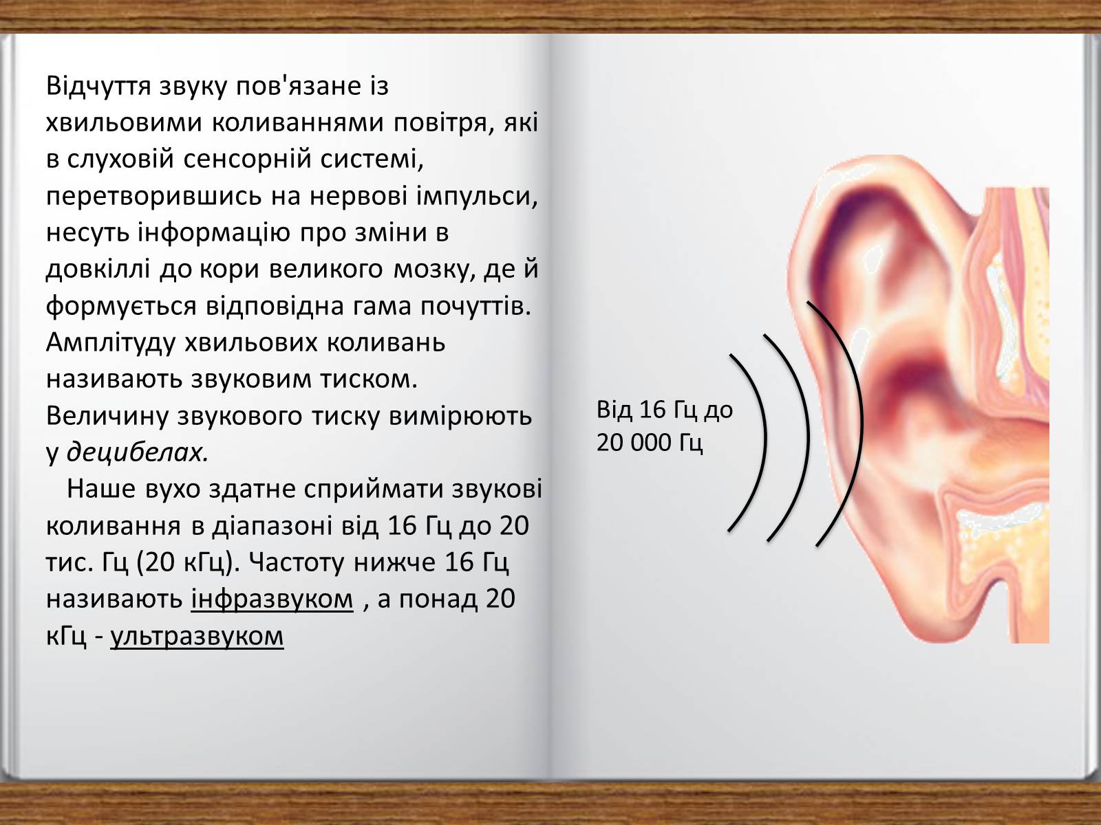 Презентація на тему «Слухова сенсорна система» - Слайд #8