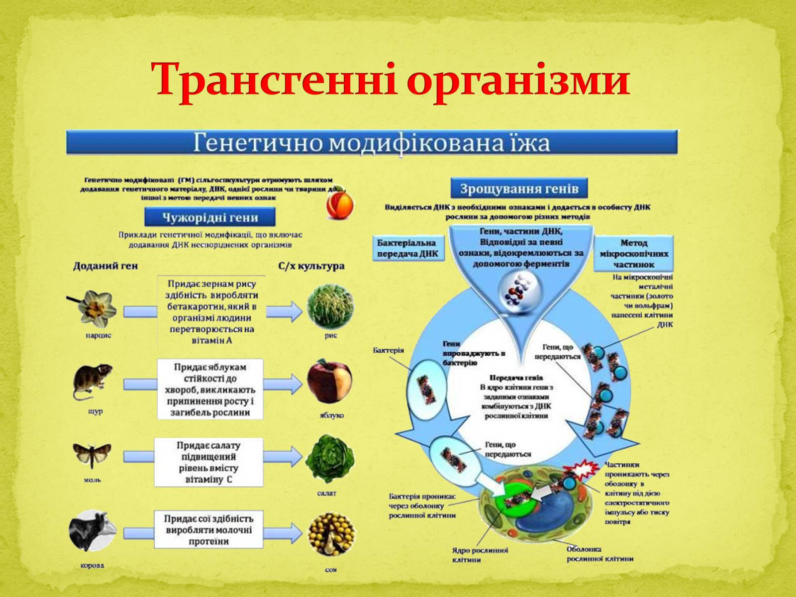 Презентація на тему «Основні напрямки сучасної біотехнології» (варіант 1) - Слайд #10