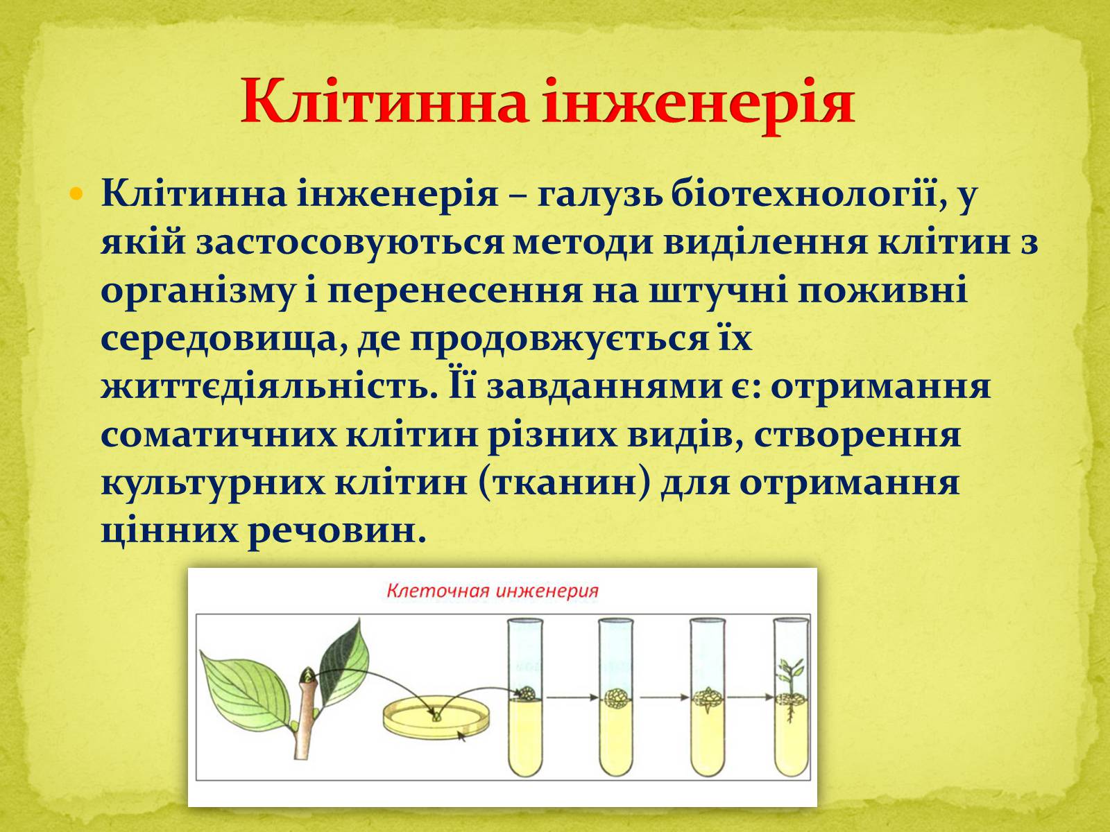 Презентація на тему «Основні напрямки сучасної біотехнології» (варіант 1) - Слайд #8