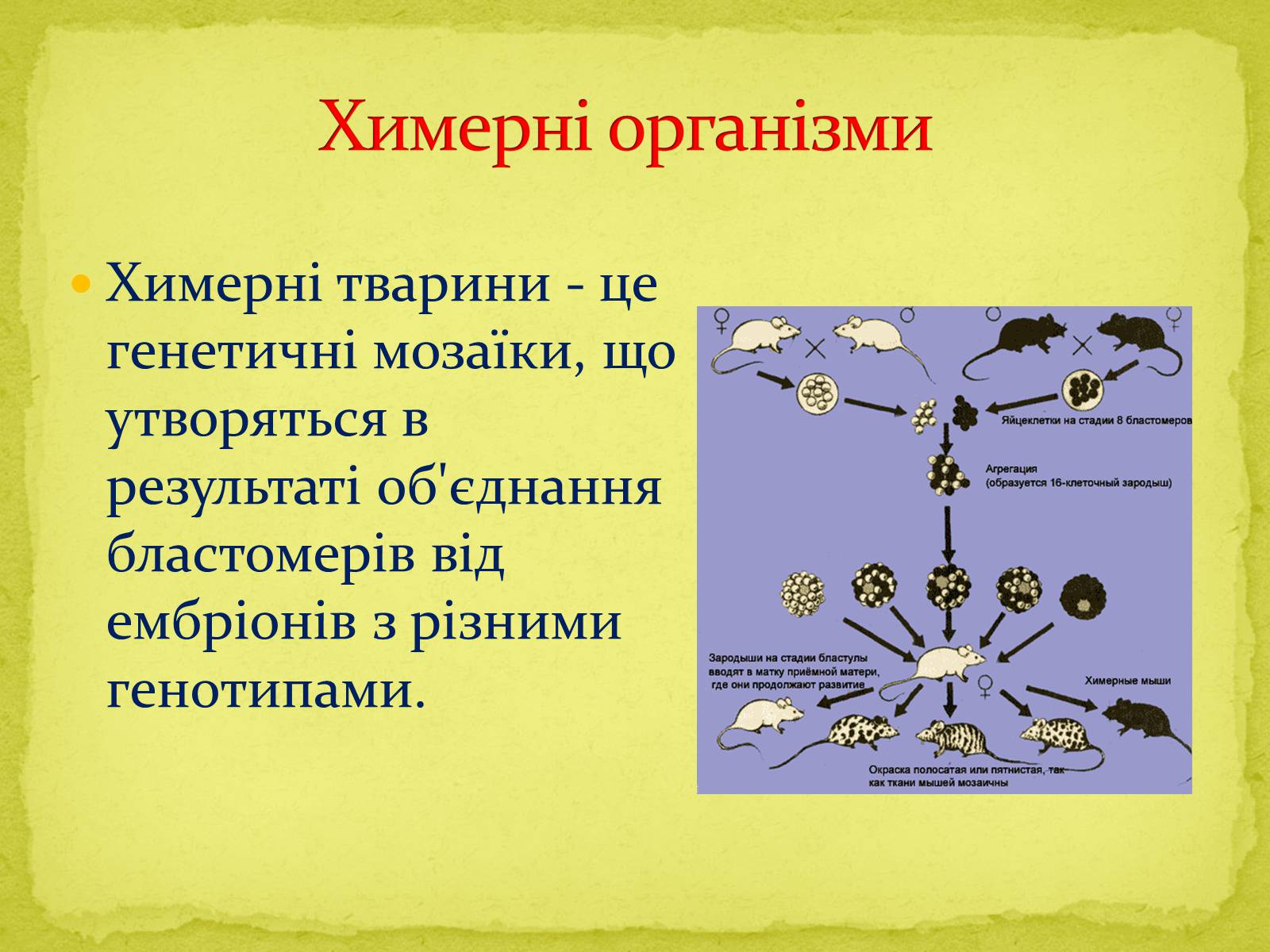 Презентація на тему «Основні напрямки сучасної біотехнології» (варіант 1) - Слайд #9