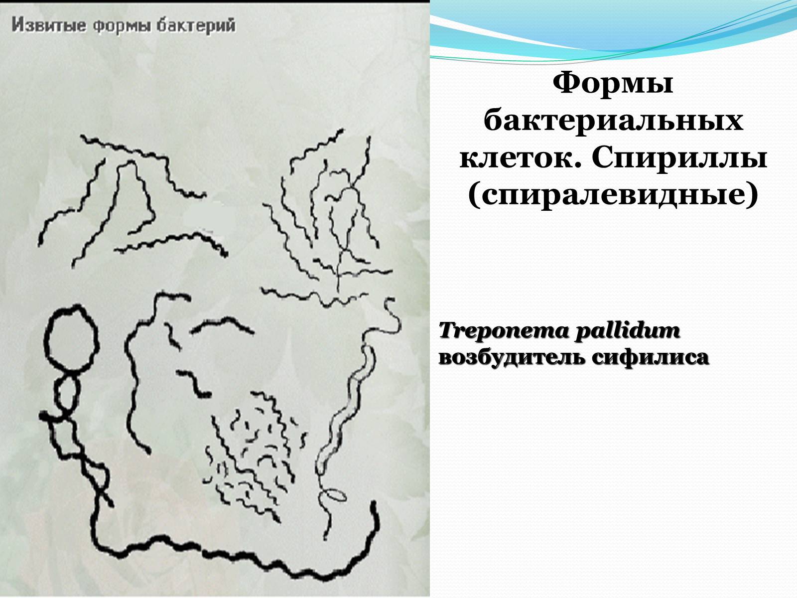 Презентація на тему «Прокариоты» (варіант 1) - Слайд #11