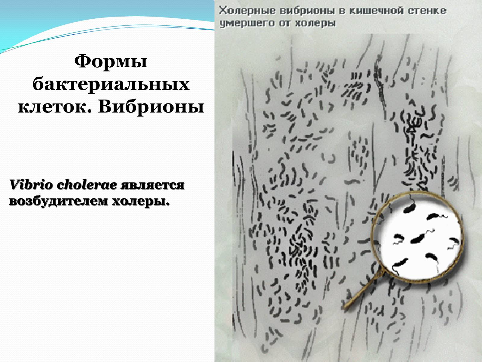 Презентація на тему «Прокариоты» (варіант 1) - Слайд #12