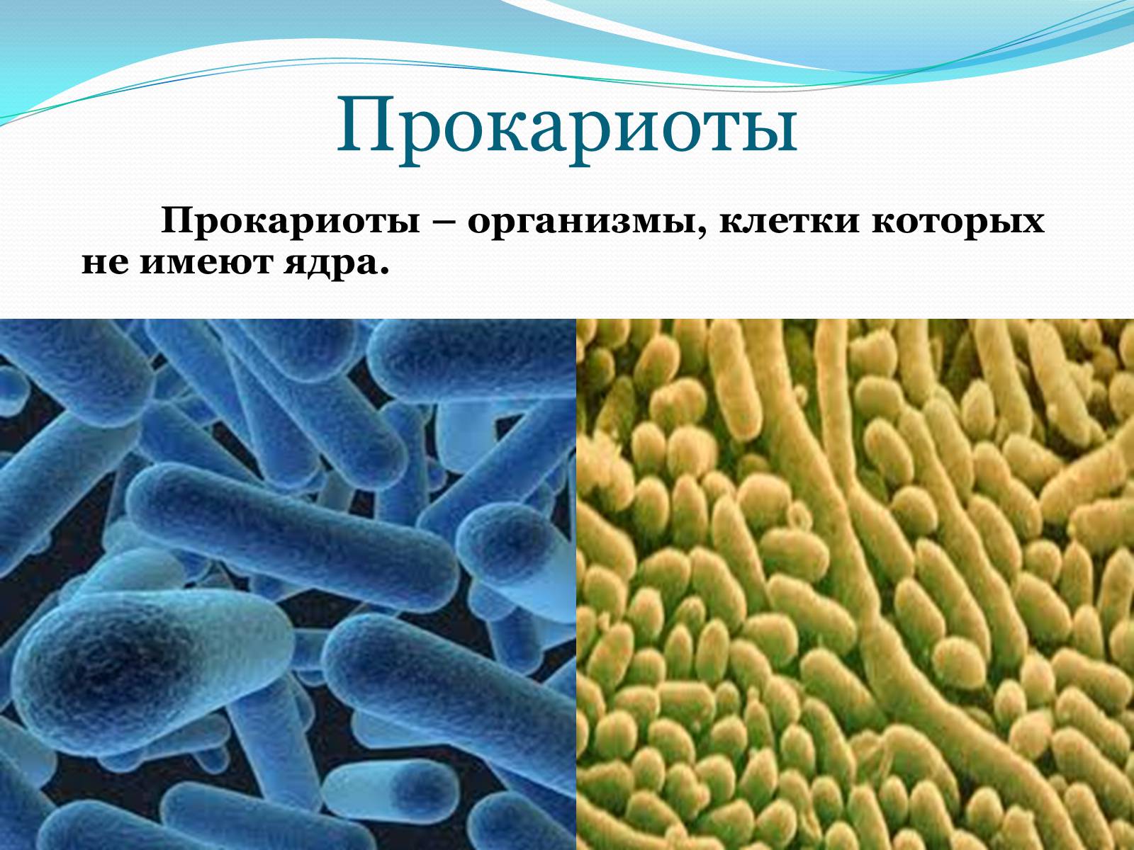 Презентація на тему «Прокариоты» (варіант 1) - Слайд #3