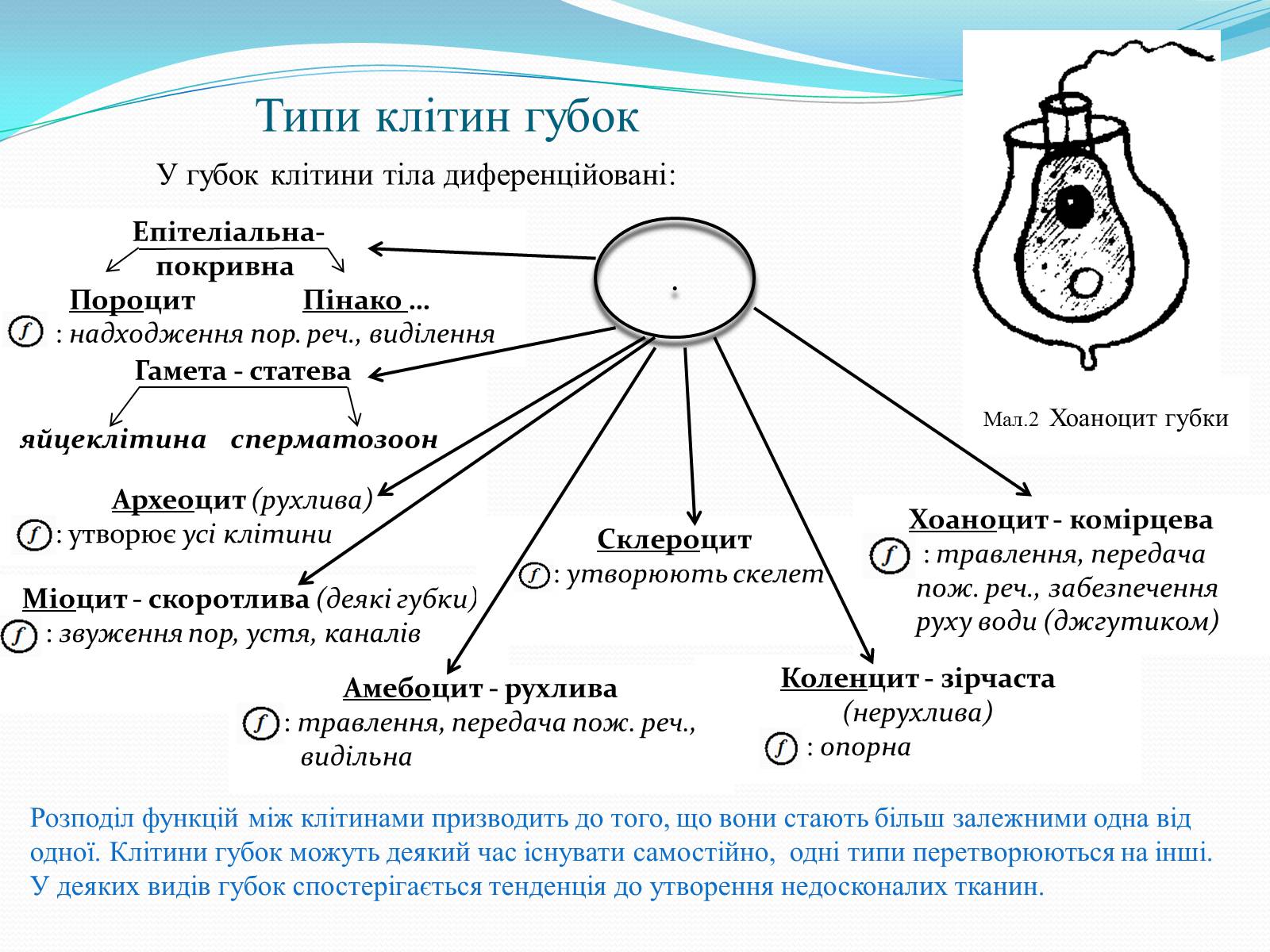 Презентація на тему «Тип Губки» (варіант 1) - Слайд #6