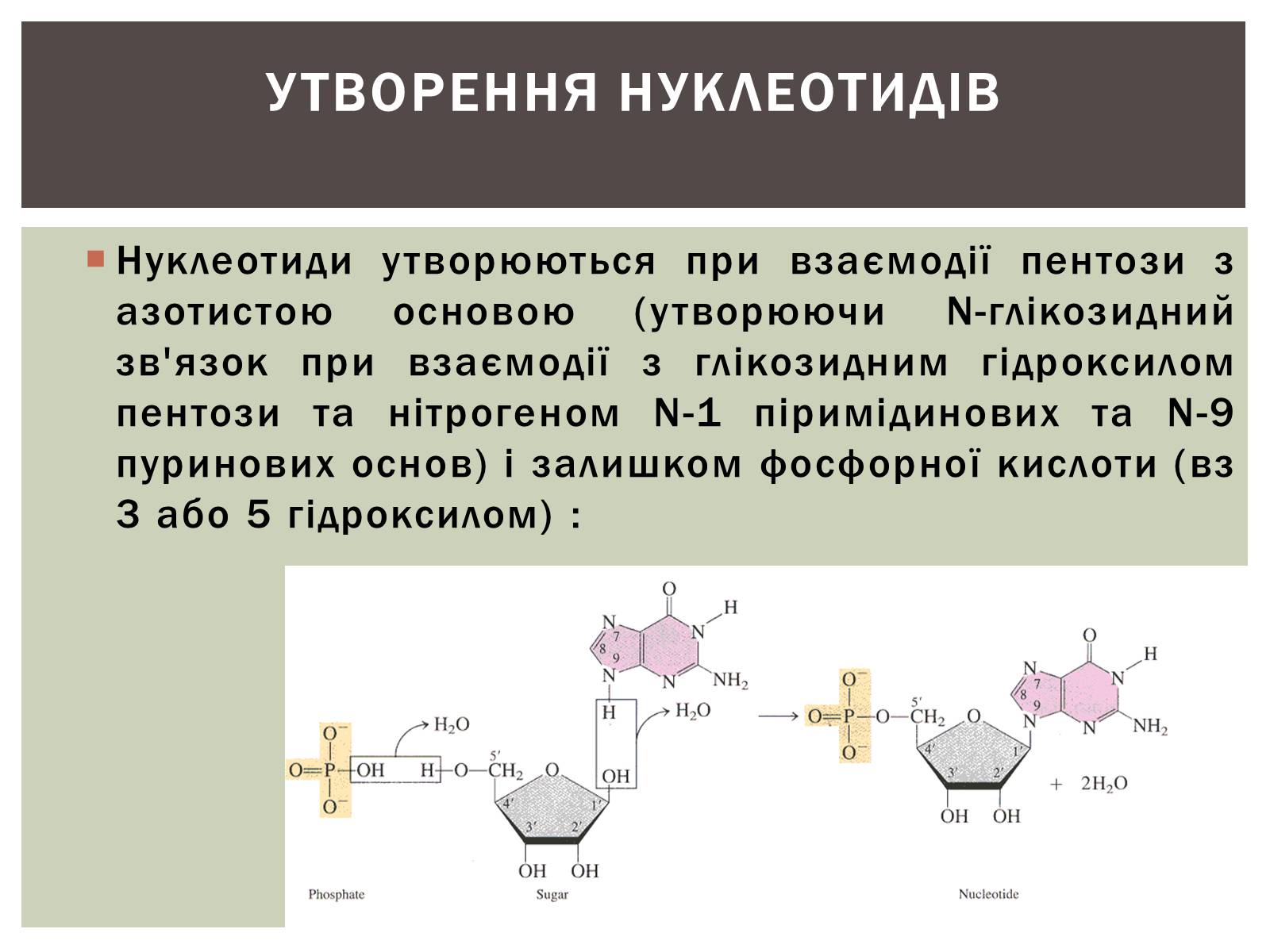 Презентація на тему «Нуклеїнові кислоти» (варіант 3) - Слайд #14