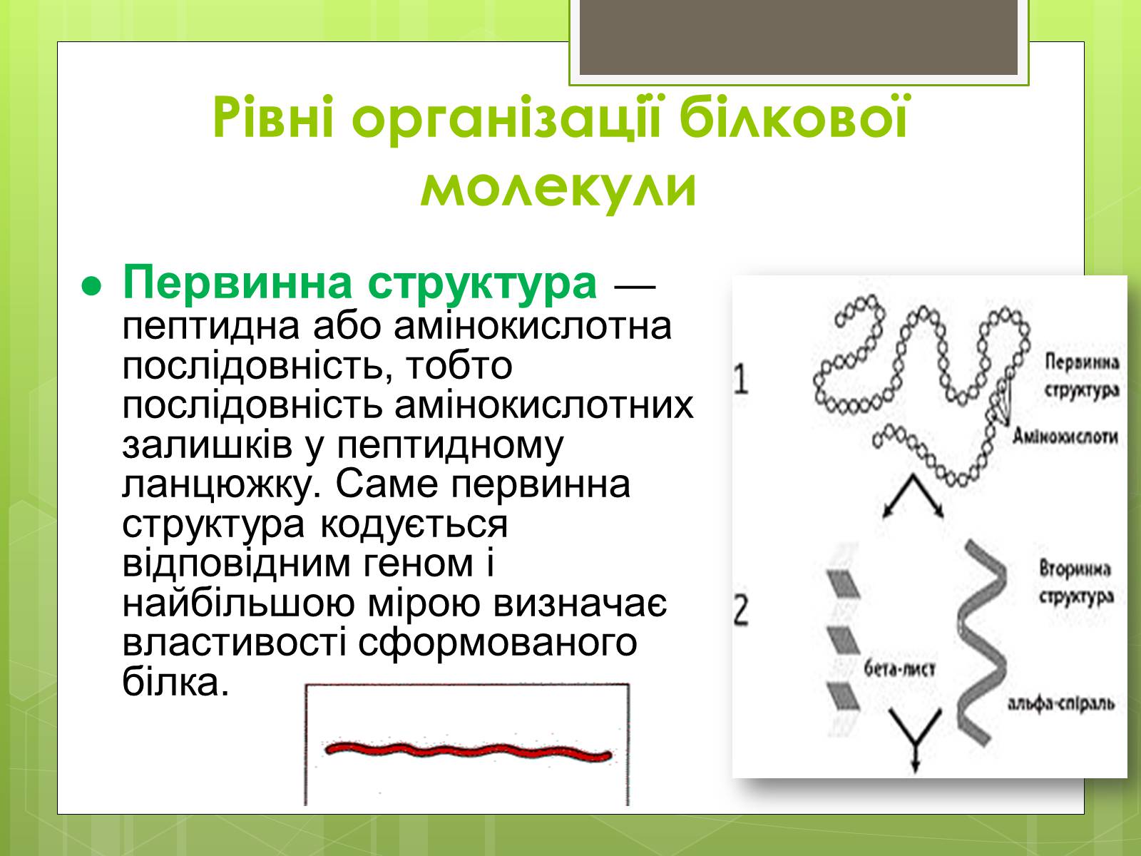 Презентація на тему «Білки» (варіант 2) - Слайд #4