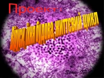 Презентація на тему «Віруси, їхня будова, життєвий цикл» (варіант 1)