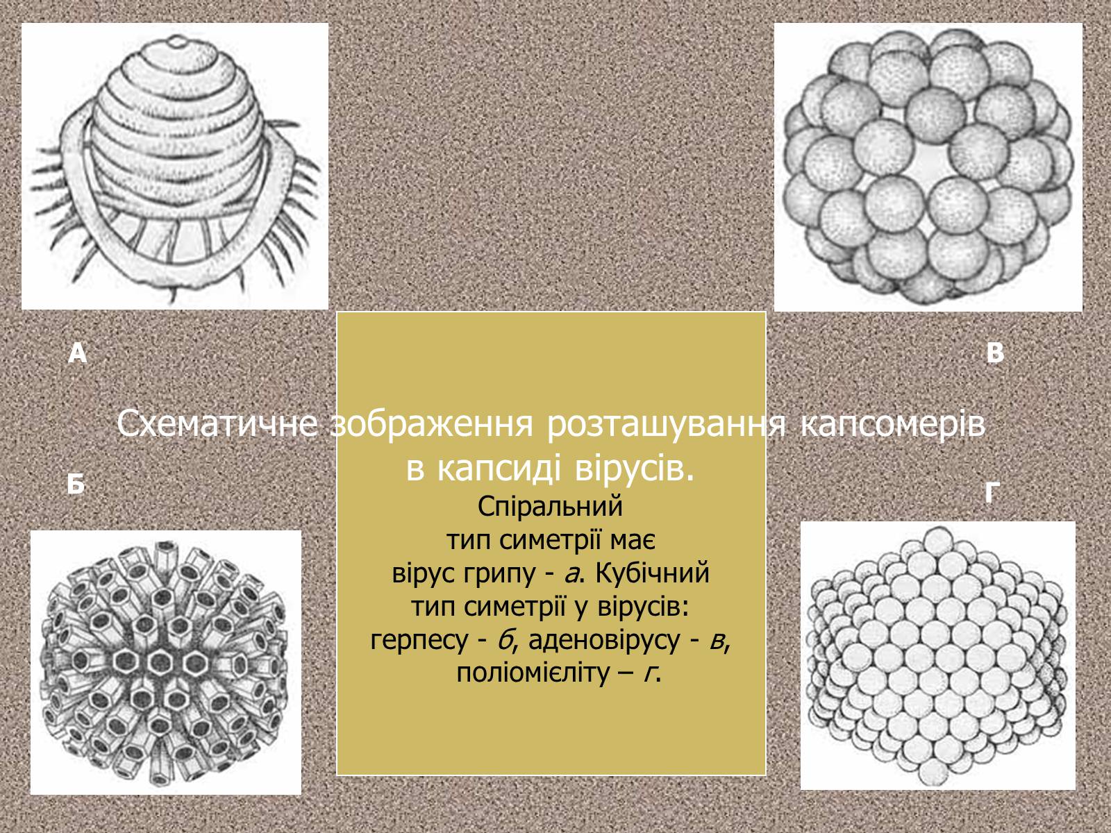 Презентація на тему «Віруси, їхня будова, життєвий цикл» (варіант 1) - Слайд #10